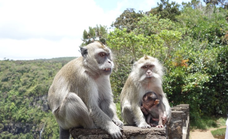 Mauritius: The Macaque Monkeys of Mauritius - an Invasive Alien Species,  and a Major Export for Research 