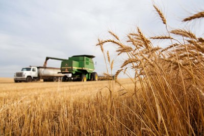 Exploitation de blé