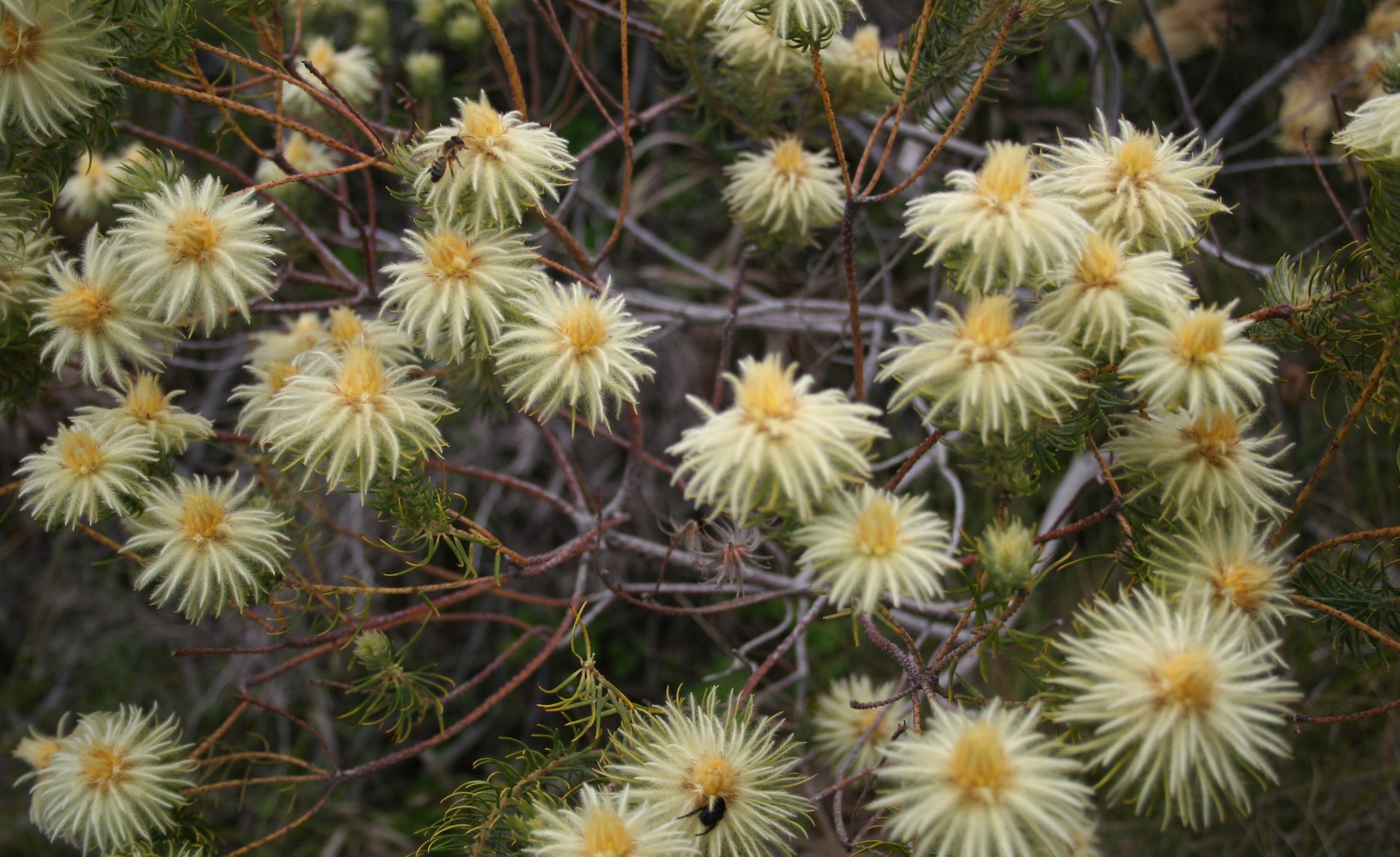 Africa A New Discovery Shows Major Flowering Plants Are 150 Million africa-a-new-discovery-shows-major-flowering-plants-are-150-million