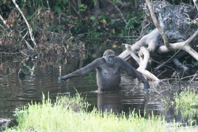 Une femelle gorille des plaines occidentales adulte dans le parc national de Nouabalé-Ndoki, au nord du Congo, utilise une branche comme canne pour mesurer la profondeur de l'eau, ce qui prouve que les gorilles utilisent aussi des outils. (Source : Wild Gorillas Handy with a Stick. PLoS Biology Vol. 3/11/2005, e385)