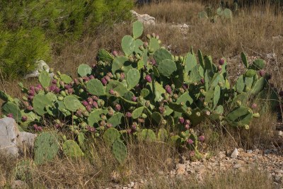 Cactus species, Opuntia Stricta or prickly pear, is invasive in Kenya and causing injury to livestock.