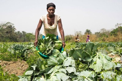 A farmer from a women-run vegetable cooperative grows cabbages in Sierra Leone (file photo),