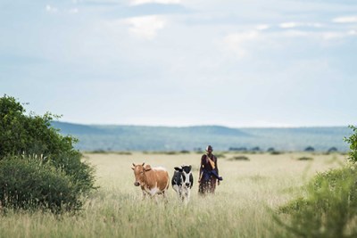 The Masai people have been herding cattle throughout the Rift Valley for 2000 years. In the Makame project area they continue to live this traditional lifestyle in the wildlife rich dryland forests.
