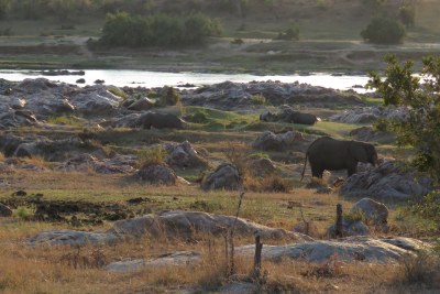 An elephant and rhino on the Crocodile River, Kruger National Park (file photo).