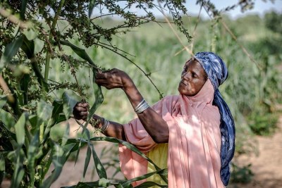 Une femme récolte les feuilles et les fruits d'un arbre dans un village du centre-sud du Niger.